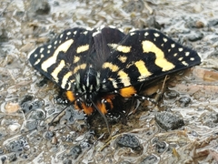 Phalaenoides tristifica