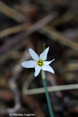 Narcissus deficiens