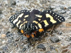 Phalaenoides tristifica