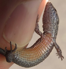 Proctoporus unsaacae