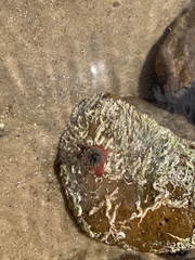 Actiniidae