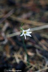 Narcissus deficiens