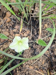 Convolvulus sagittatus
