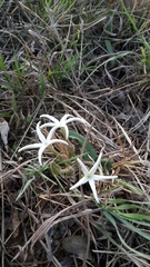 Orthanthera jasminiflora