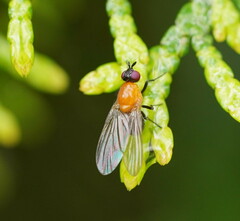 Sapromyza sciomyzina