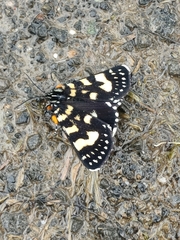 Phalaenoides tristifica