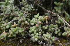 Delosperma echinatum