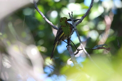 Phylidonyris niger