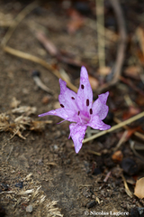 Colchicum variegatum