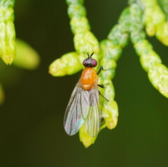 Sapromyza sciomyzina