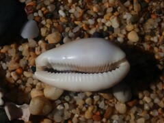 Talostolida pellucens