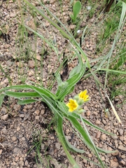 Hypoxis hemerocallidea