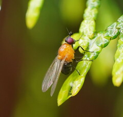 Sapromyza sciomyzina