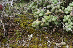 Delosperma echinatum