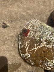 Actiniidae