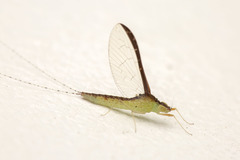 Cloeon bengalense