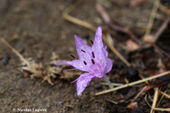 Colchicum variegatum