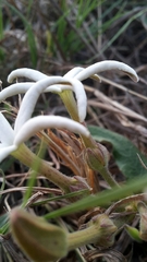 Orthanthera jasminiflora