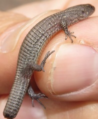 Proctoporus unsaacae