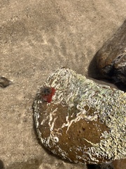 Actiniidae