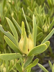 Leucadendron laureolum