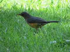 Turdus olivaceus olivaceus