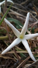 Orthanthera jasminiflora