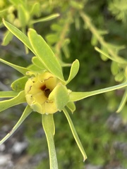 Leucadendron laureolum