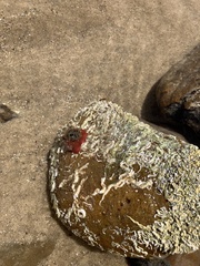Actiniidae