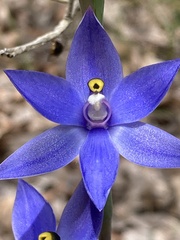 Thelymitra graminea