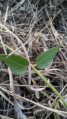 Orthanthera jasminiflora