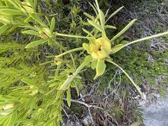 Leucadendron laureolum