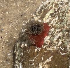 Actiniidae