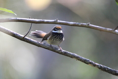 Rhipidura rufifrons