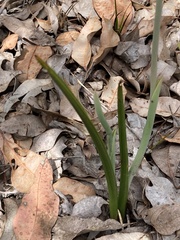 Thelymitra graminea