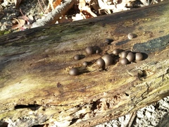 Lycogala flavofuscum