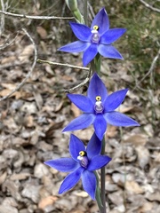 Thelymitra graminea
