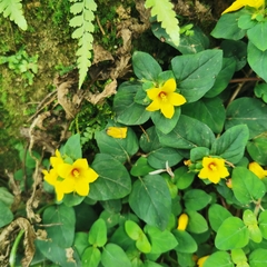 Lysimachia tashiroi