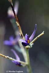 Delphinium peregrinum