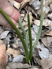 Thelymitra graminea