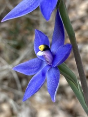 Thelymitra graminea