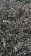 Orthanthera jasminiflora