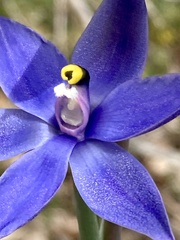 Thelymitra graminea