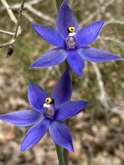 Thelymitra graminea