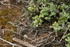 Delosperma echinatum