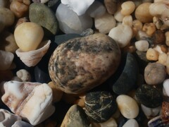 Nerita erythrostoma