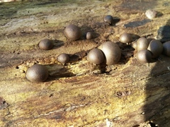 Lycogala flavofuscum