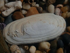 Scutus antipodes