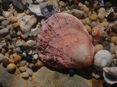 Spondylus tenellus