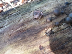 Lycogala flavofuscum